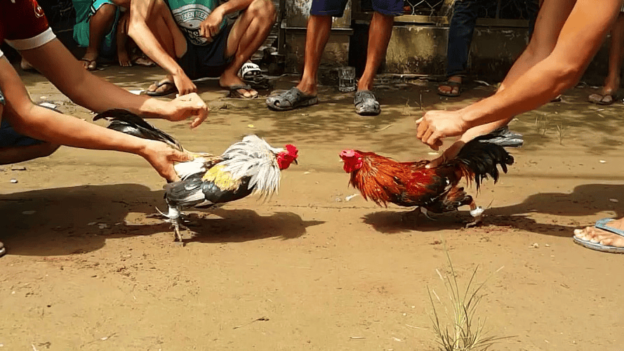 Gà Chọi Cánh Tiên - Bí Quyết Nuôi Dưỡng Huấn Luyện Chiến Kê Siêu Phẩm